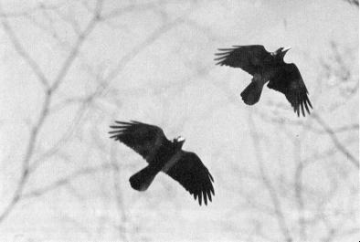 Vliegende Roeken, winter 1973/1974. ( Foto Piet Munsterman )